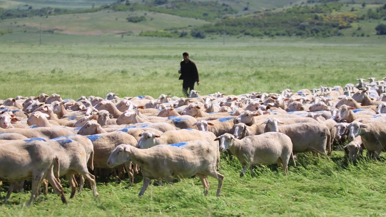 Kırsalda Bereket Küçükbaşa Destek Projesi'nde bugün son