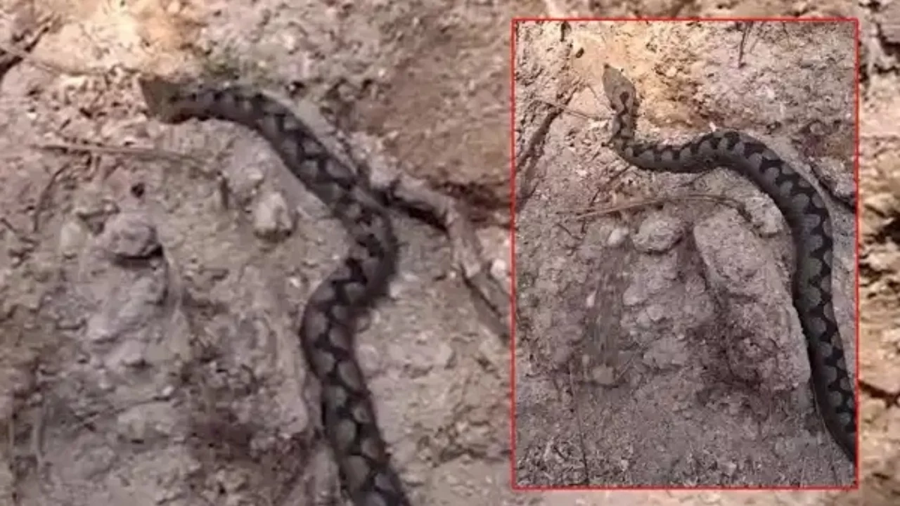 Türkiye'nin en zehirli endemik türlerinden biri Bolu'da görüldü!