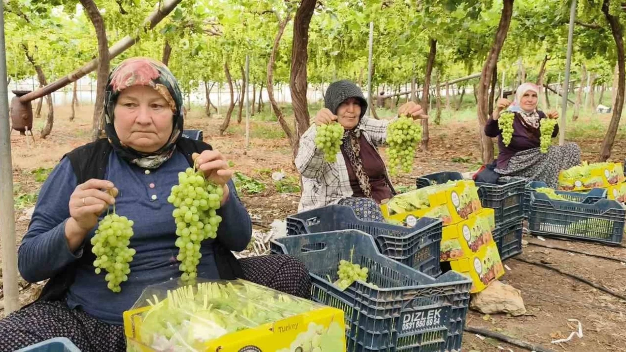 Mersin'de sezonun ilk üzümü hasat edildi, kilosu 600 TL'den ihraç edildi