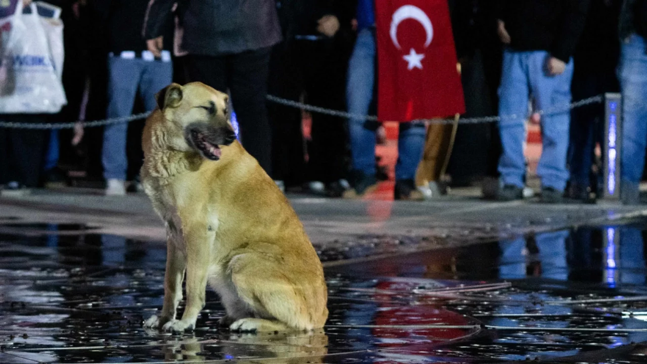 İstanbul'da sokak köpekleri için 6 maddelik karar!