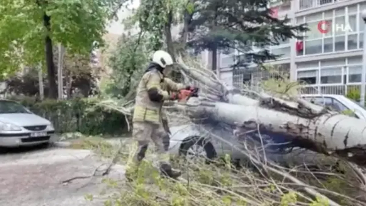 İstanbul'da poyraz etkili... Ağaç, otomobilin üzerine devrildi