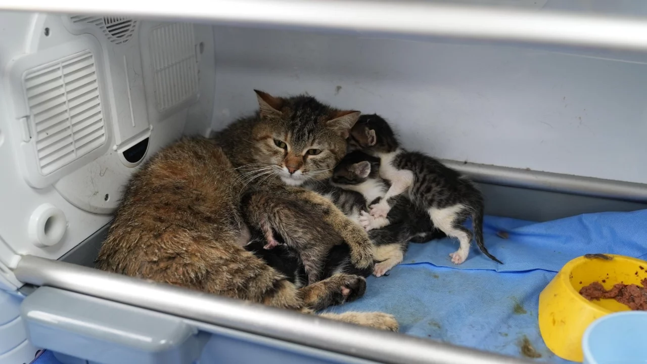 Bursa'da süt anne kedi, 3 kediyi de sahiplendi