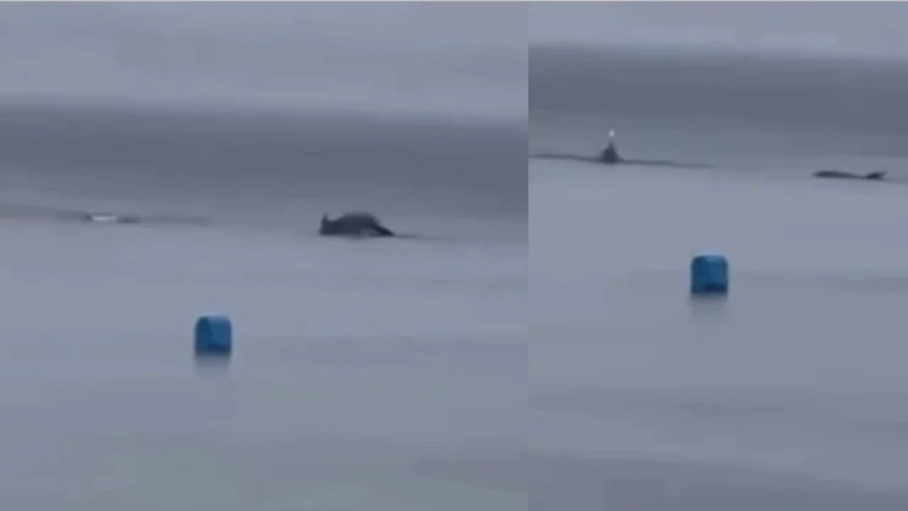 Yağmur altında sürpriz! Mudanya'da yunuslar görüntülendi