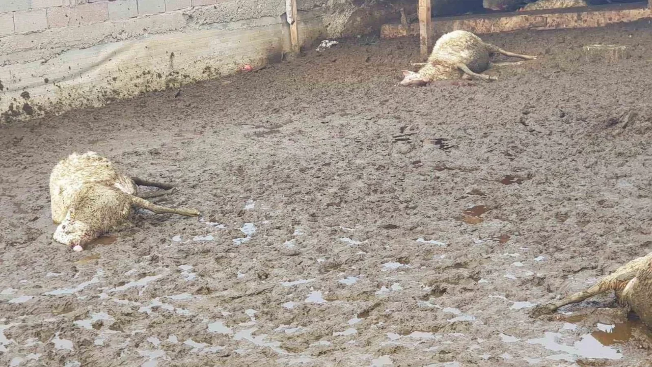 Ankara'da kurt saldırısı: 15 koyun telef oldu