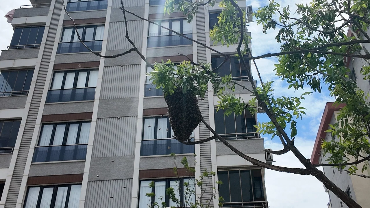 Ataşehirde yüzlerce arı şehir içinde yuva yaptı