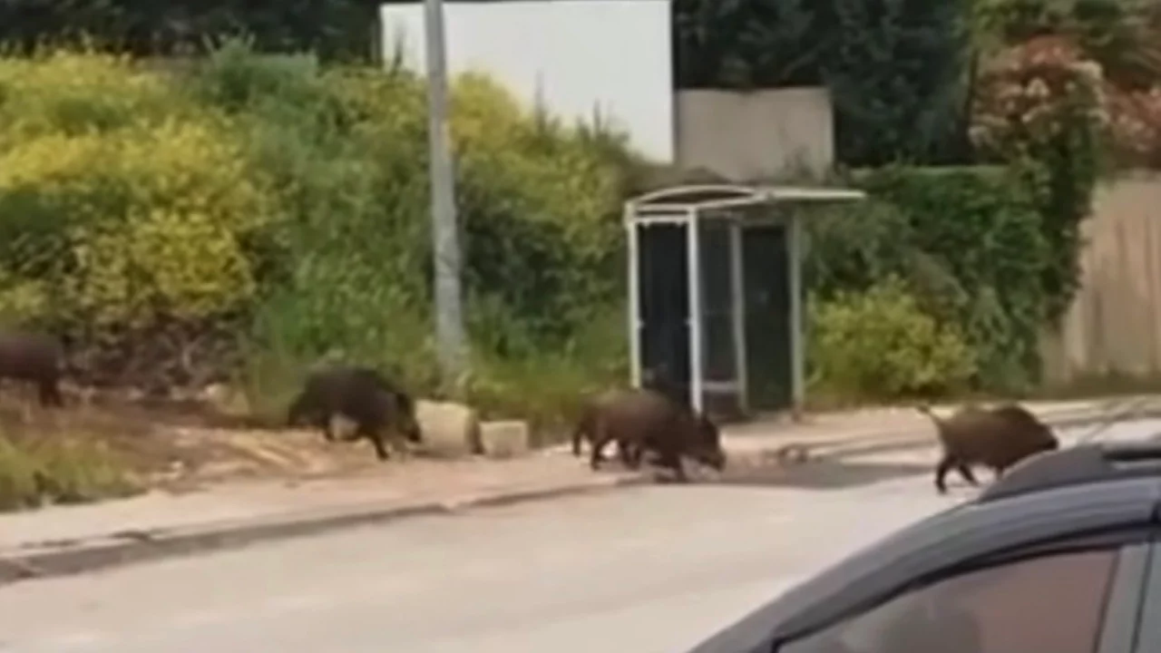 Bursa'da aç kalan domuz sürüsü, şehir merkezine indi