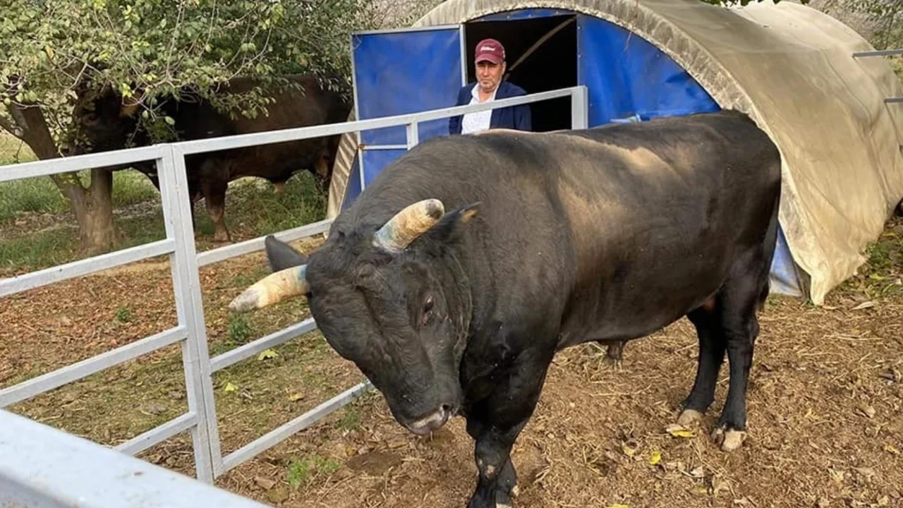 Aydın'da beslediği boğanın saldırısına uğrayan adam öldü