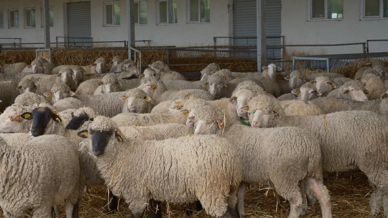 Küçükbaşta verim suni tohumlamayla artacak
