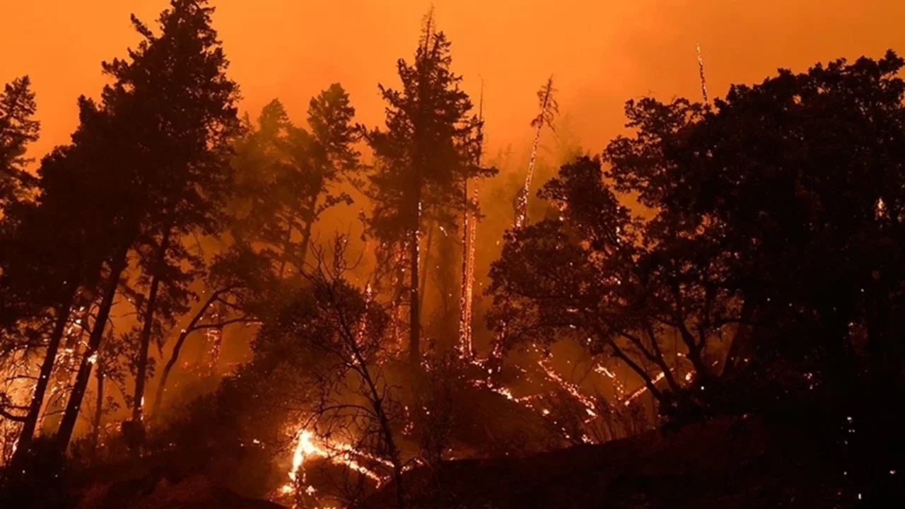 ABD'nin Florida eyaletinde orman yangını! 7 bin dönümlük alan küle döndü