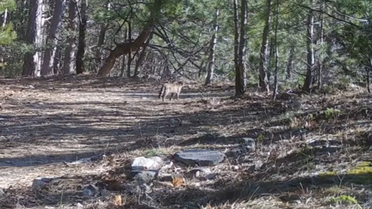 Uludağ'da yaban kedisi fotokapanla kayda alındı