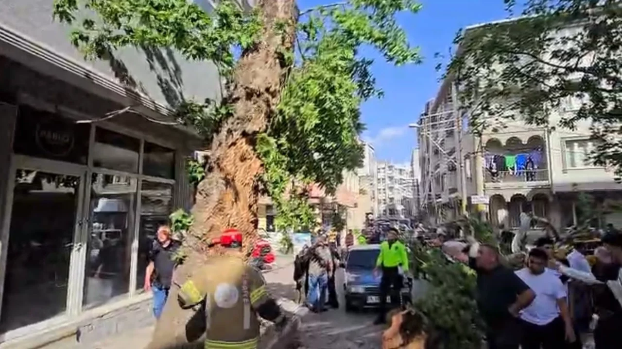 Bursa'da seyir halindeki araçların üzerine ağaç devrildi