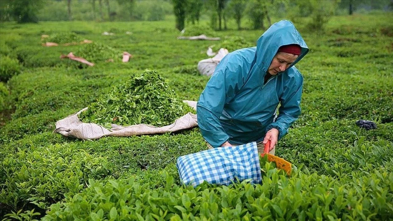 2026 yılı yaş çay alım fiyatı açıklandı