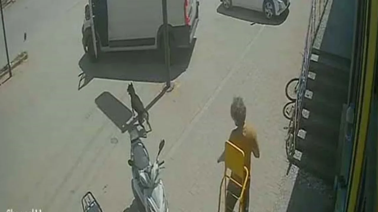Yabancı uyruklu kişi kediyi ezip köpeği tekmeledi