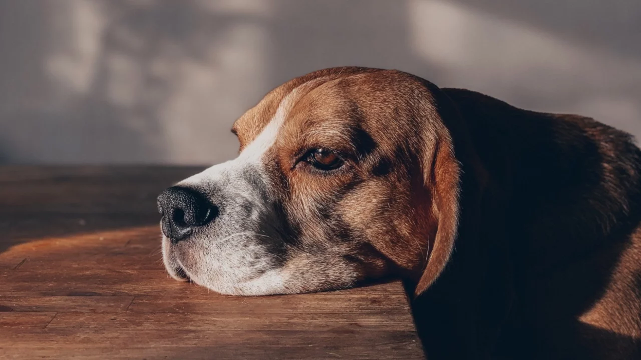 Köpeklerin yüzde 84'ü 'anksiyete' belirtileri gösteriyor