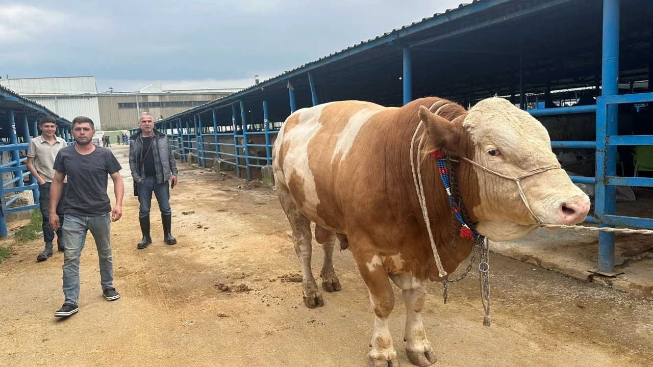 Bursa'da kurban pazarının şampiyonu belli oldu! Fiyatını duyan dönüp bir daha baktı