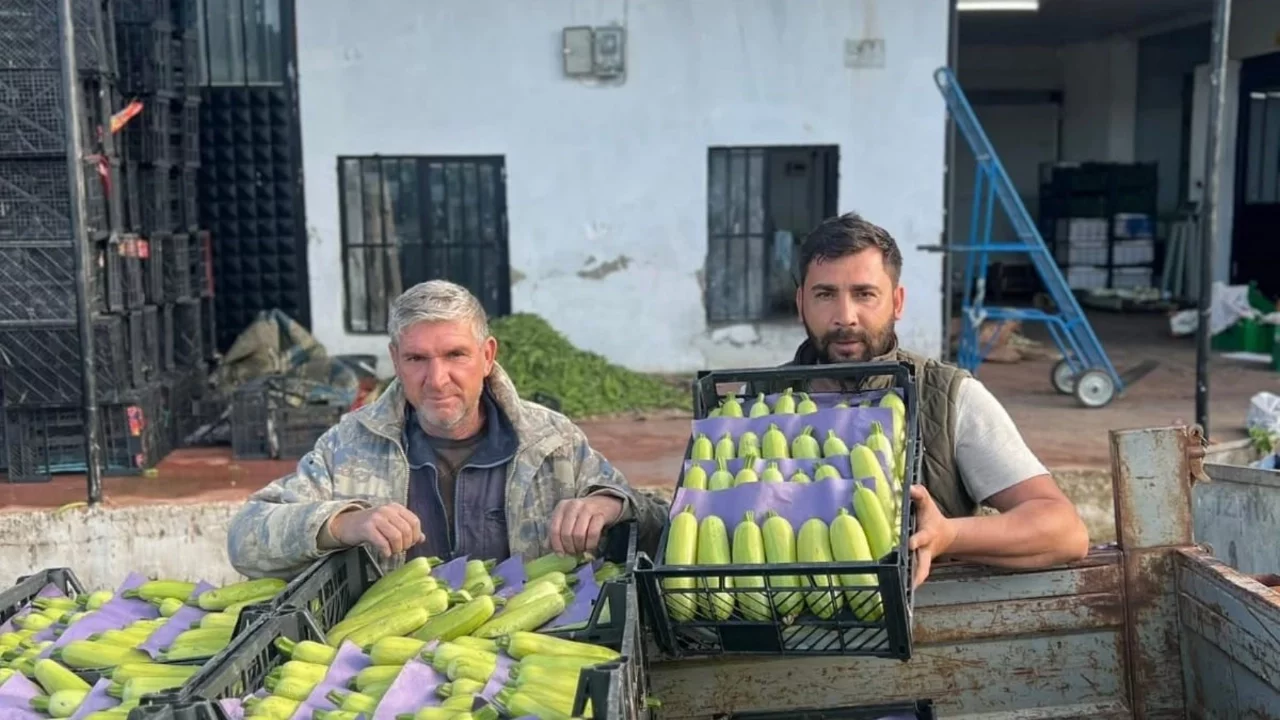 İznik'te mevsimin ilk kabak hasadı başladı