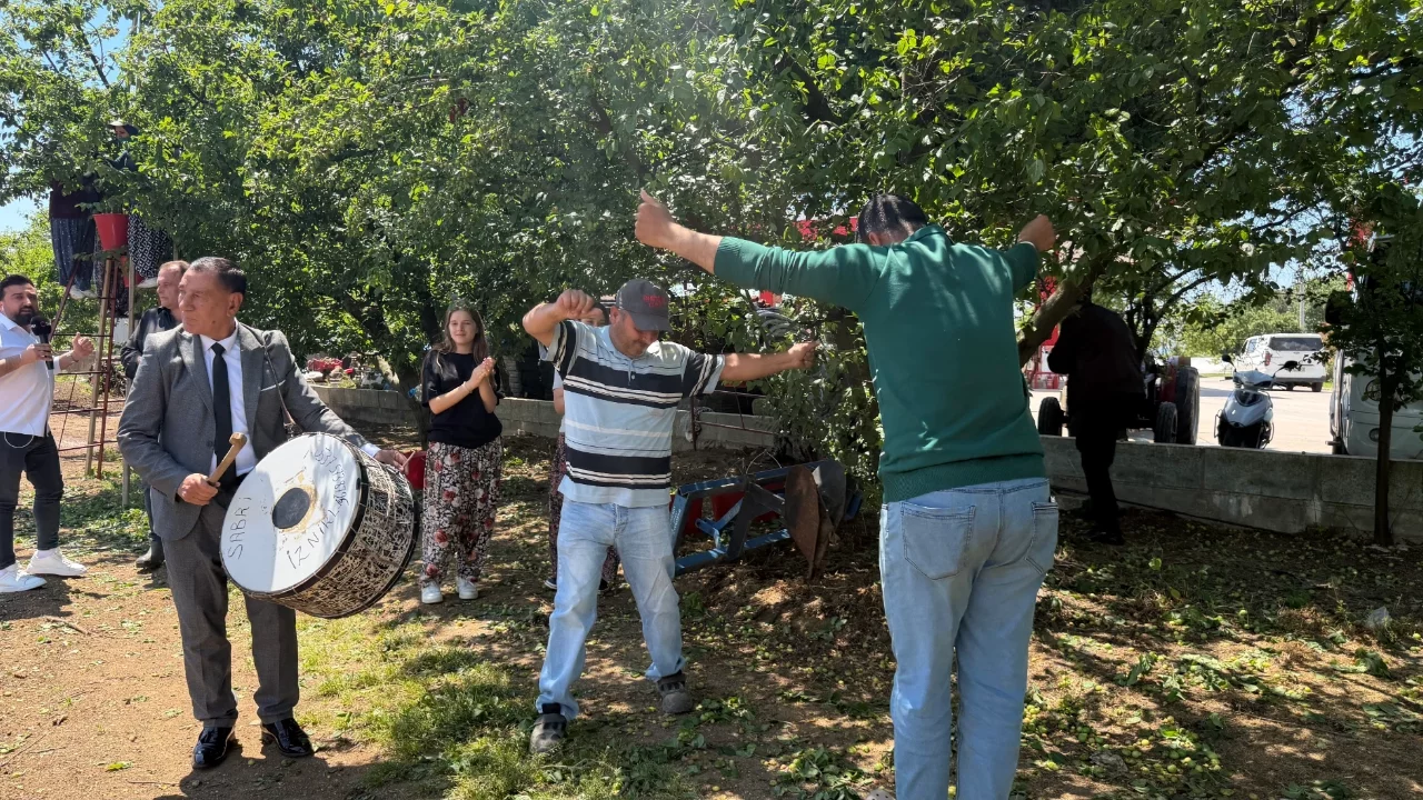 Bursa'da üreticinin yüzü güldü! İznik'te erik bolluğu