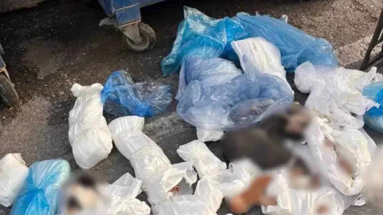 33 kedinin ölü bulunmasıyla ilgili başlatılan soruşturmada 1 kişi gözaltına alındı