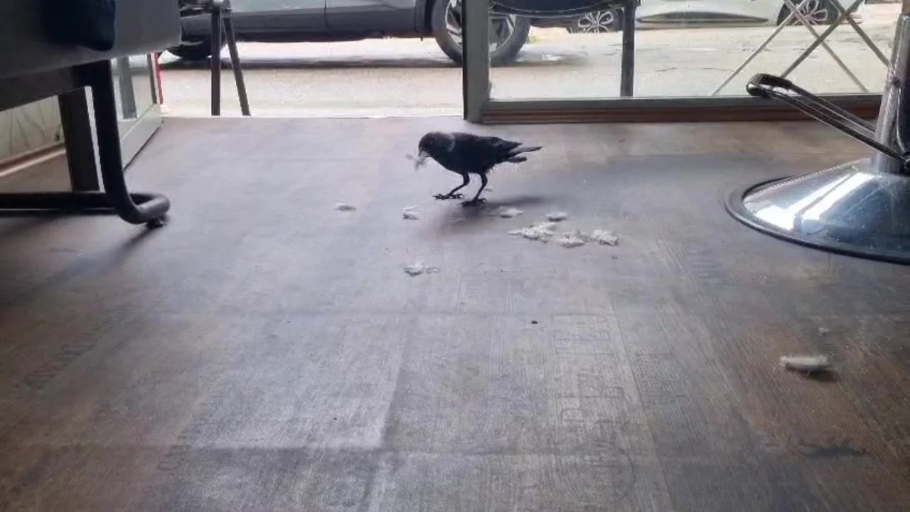 Bursa'da kuaför çırağı karga ilgi odağı oldu