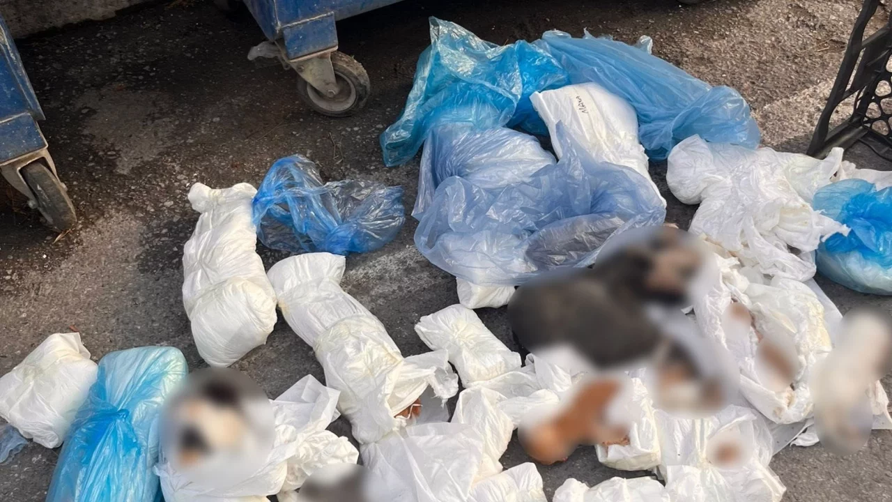 İzmir'de poşetler içinde 33 ölü kedi bulundu
