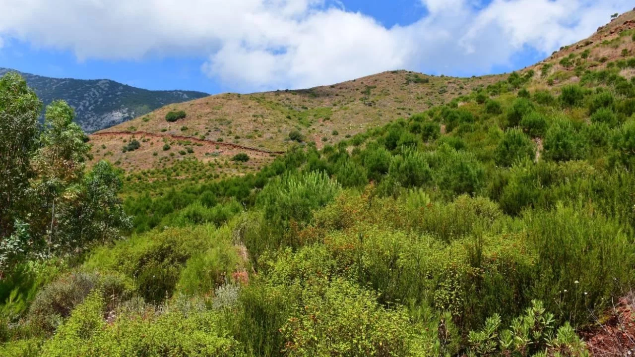 Manisa'da ormanlık alanlara girişler yasaklandı