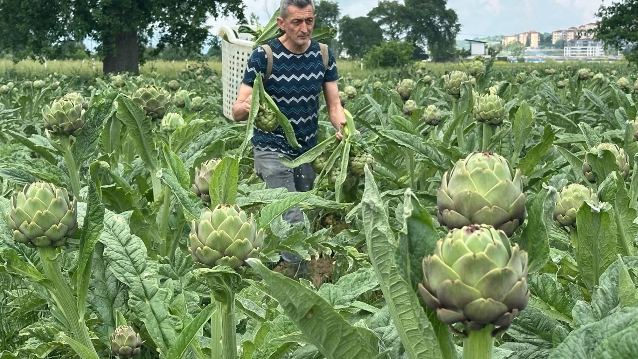 Bursa'da Hasanağa Enginarında hasat başladı