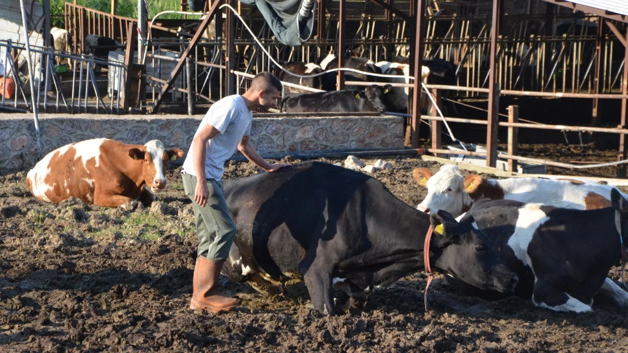 Bursa'da işini bırakıp aile mesleği hayvancılığı devam ettiren gencin sürüsü büyüyor