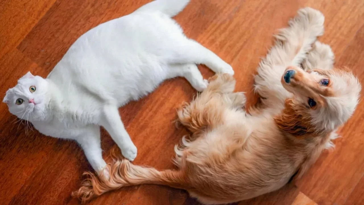 CHP'nin kedisi Zafer ve köpeği Mayıs biber gazından etkilendi