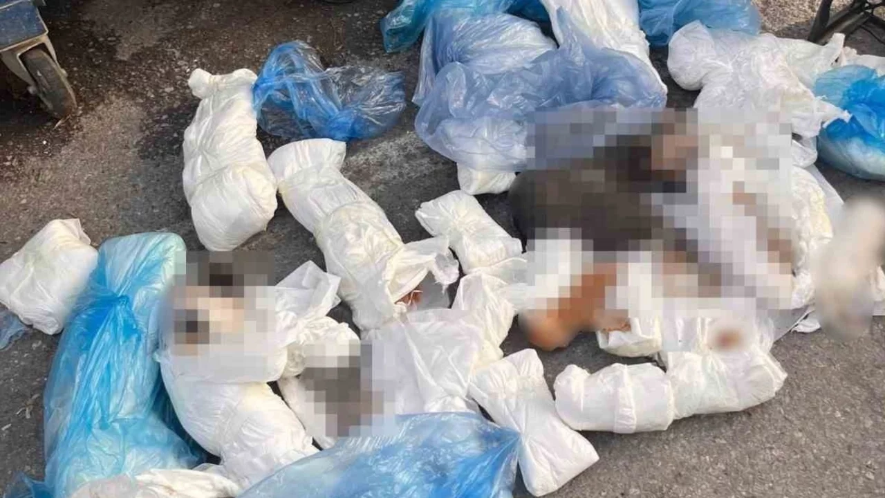 İzmir'deki '33 ölü kedi' vahşetinde yeni gelişme!