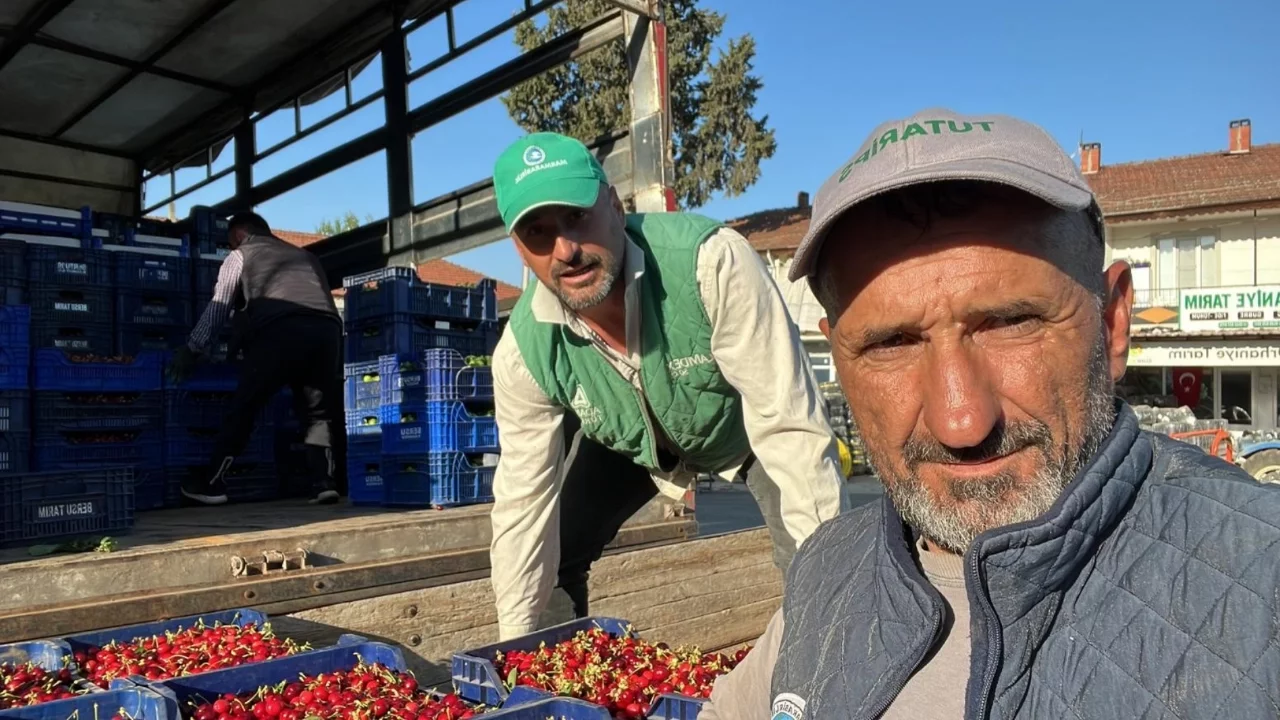 Bursa İznik'te mevsimin ilk karabodur kirazı hasadı başladı