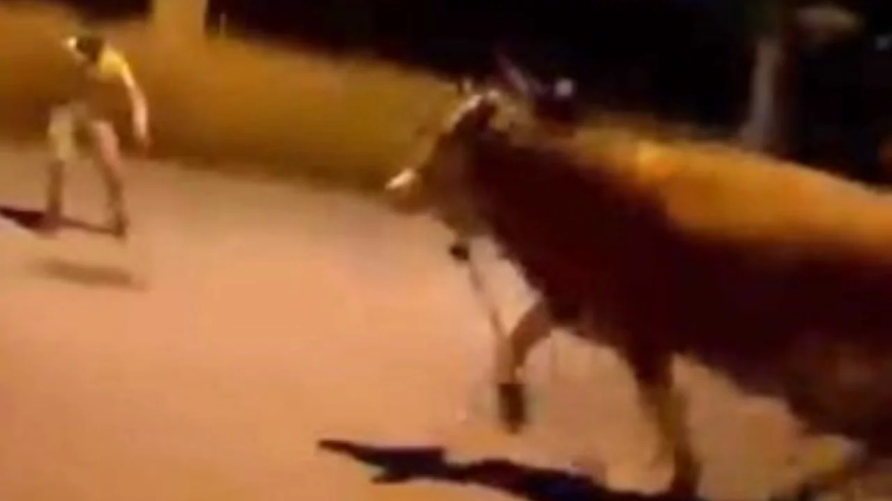 Bursa'da kaçan kurbanlık dana panik yarattı!