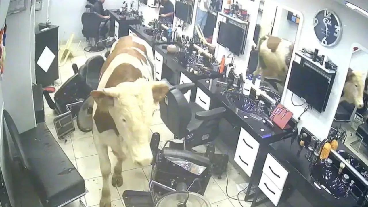 Kaçan boğa kuaför salonunu birbirine kattı