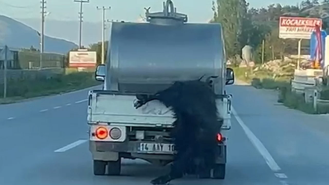 Kurbanlığı araçtan sarkıtıp kilometrelerce sürükledi!