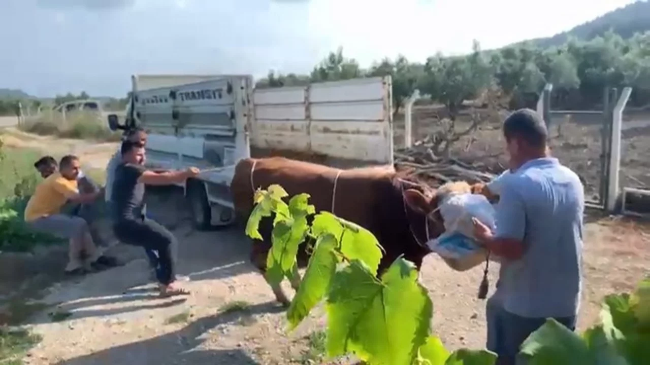 Bursa'da 6 kişinin zapt edemediği boğa bir tekmeyle böyle yere serdi