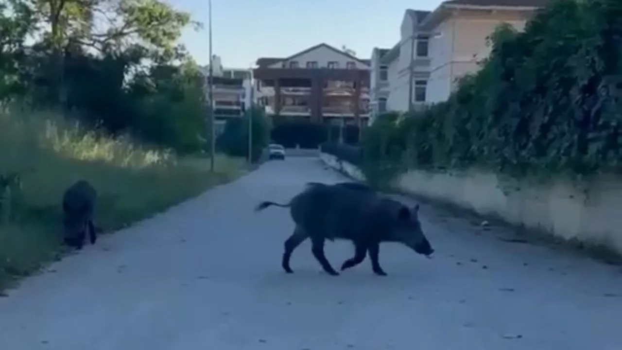Bursa'da aç kalan domuzlar şehre indi!