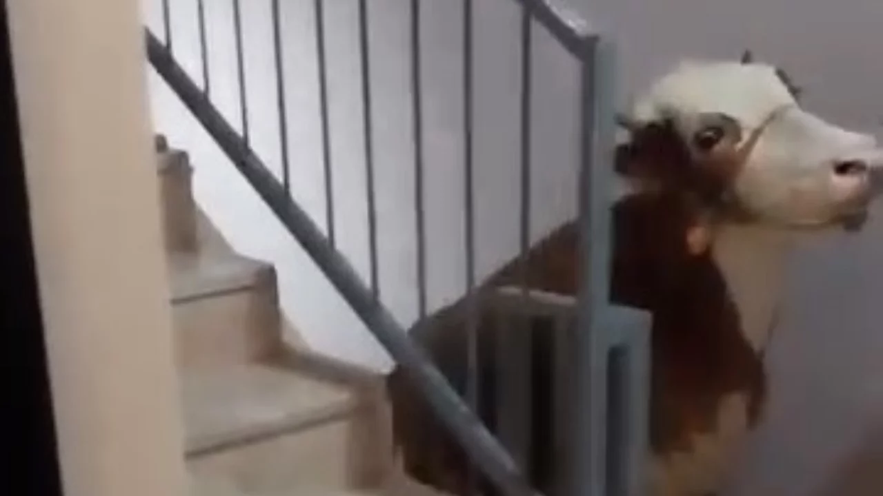 Bursa'da kurbanlığı kesmek için 6. kata çıkardılar