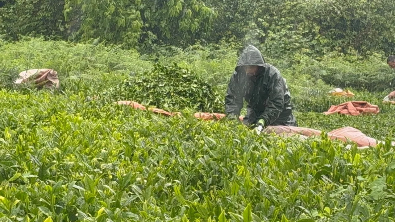 Doğu Karadeniz'de yağmur çay hasadını durdurmadı