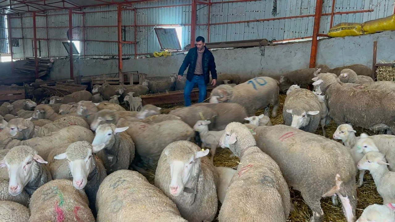 57 yıllık besiciden koyunculuğa başlayacaklara önemli öneriler