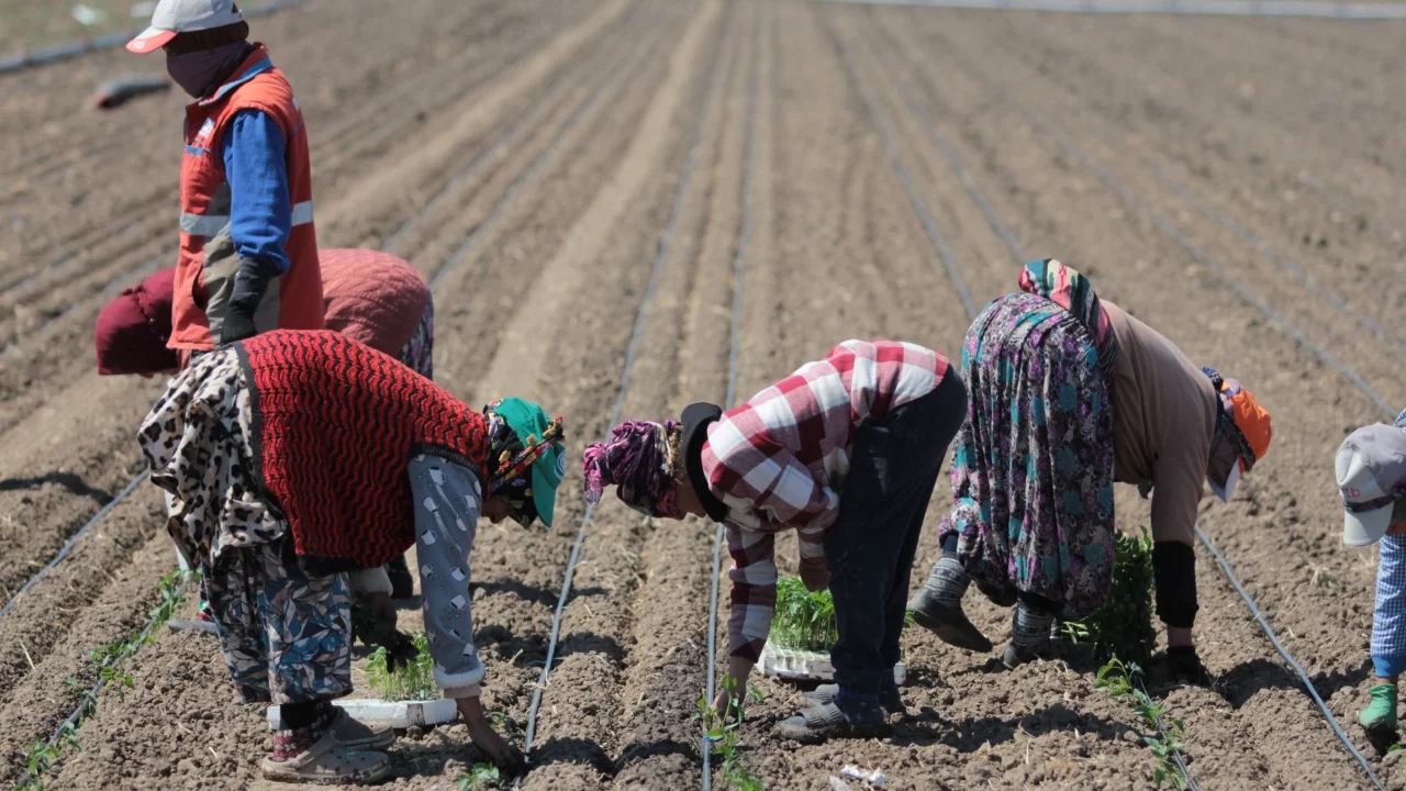 Karacabey'de domates sezonu başlıyor