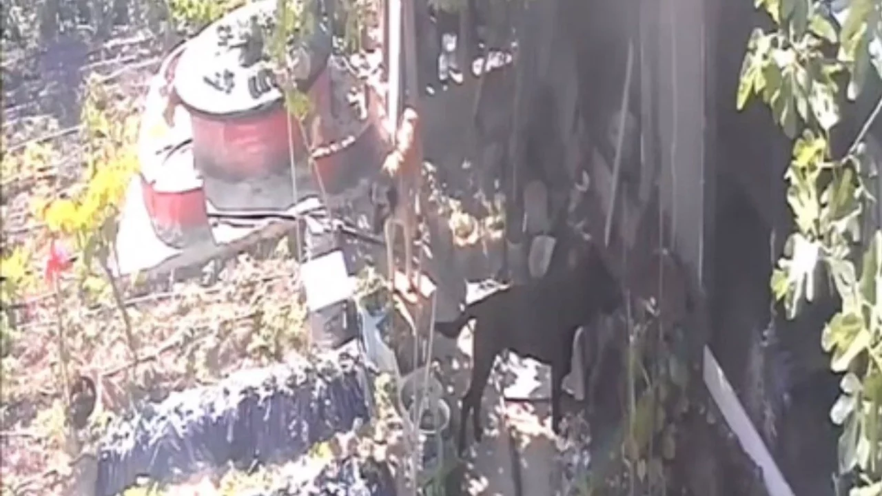 Bursa'da sokak köpekleri kümese girdi, 30 tavuk telef oldu