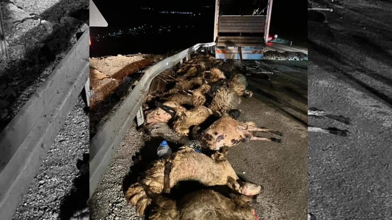 Erzincan'da TIR devrildi: 60 koyun can verdi