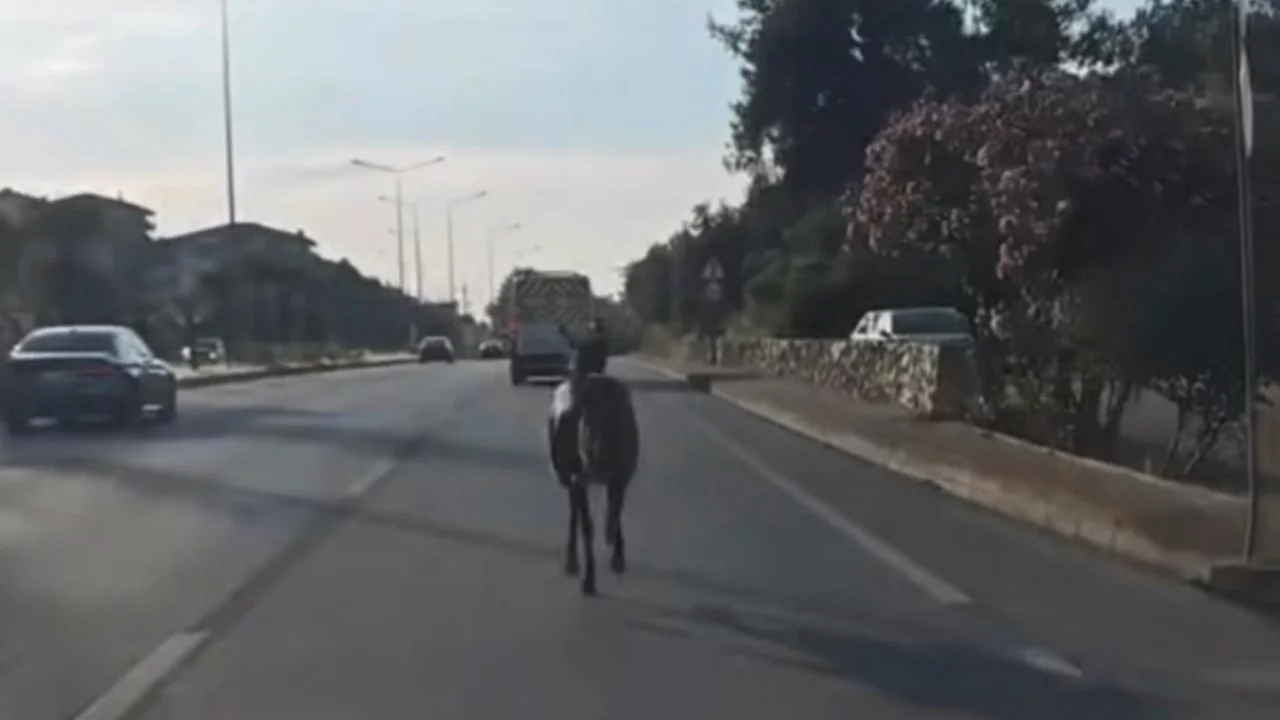 Bursa'da ana yola çıkan at trafiği tehlikeye düşürdü