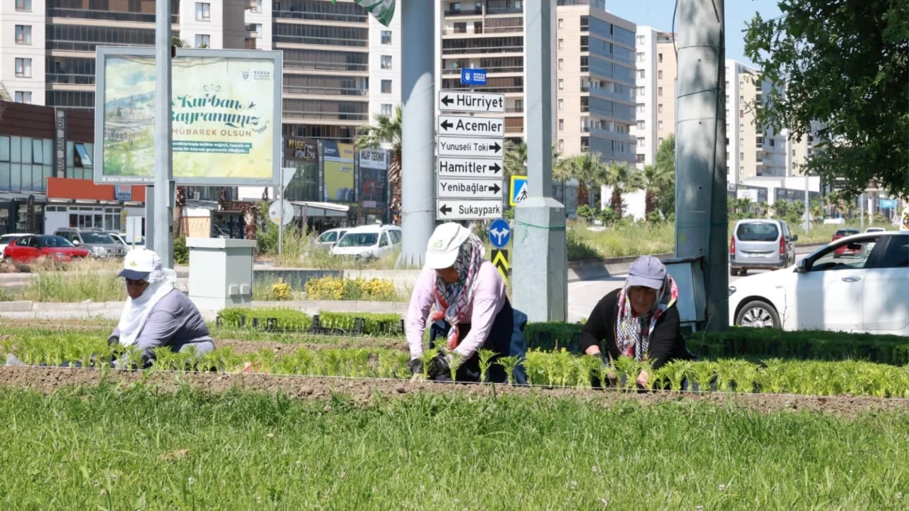 Osmangazi Belediyesi, kenti rengarenk çiçeklerle buluşturuyor
