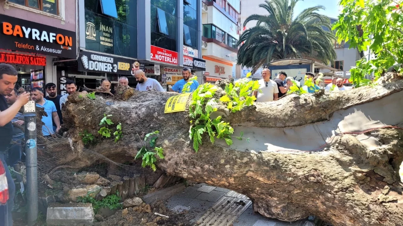 Bursa'da asırlık çınar yola devrildi! Faciadan dönüldü