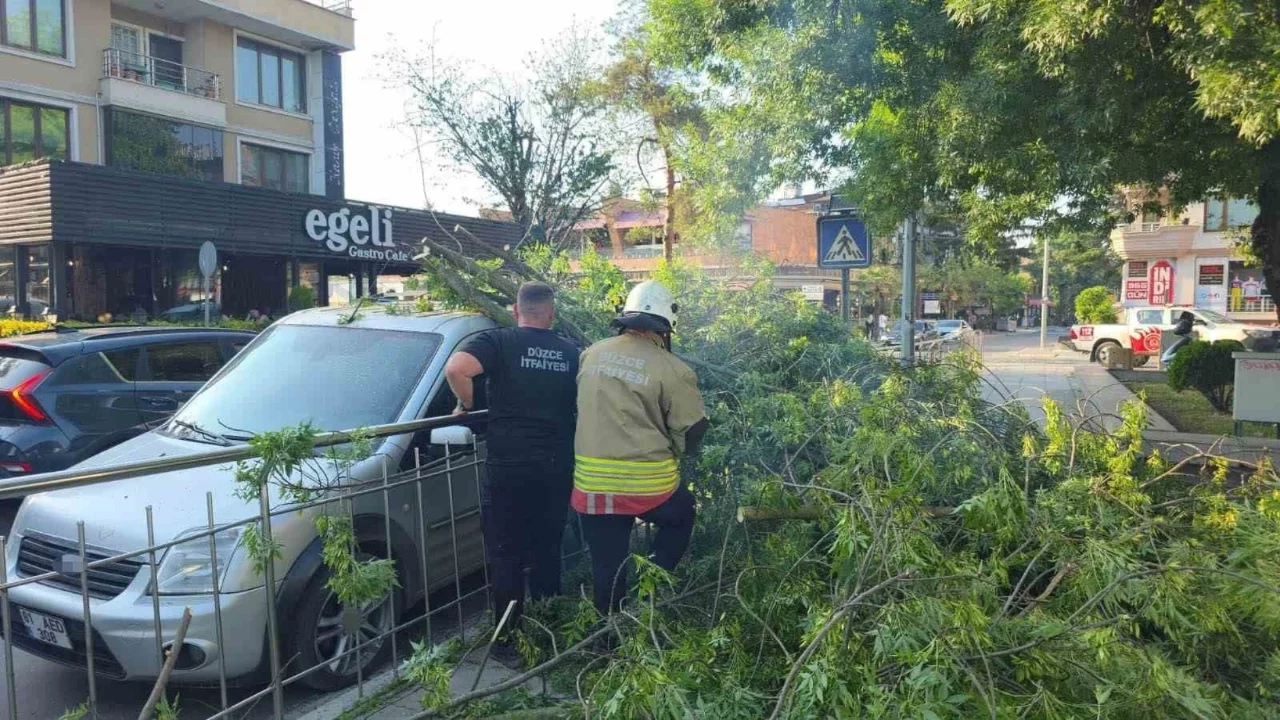Üzerine ağaç devrilen araca "hatalı park" cezası