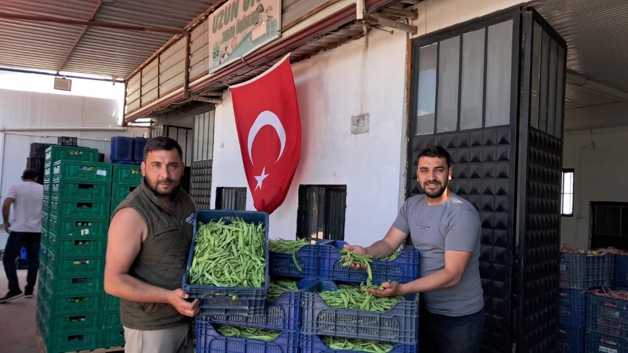 İznik'te Nazende fasulyenin ilk hasadı başladı