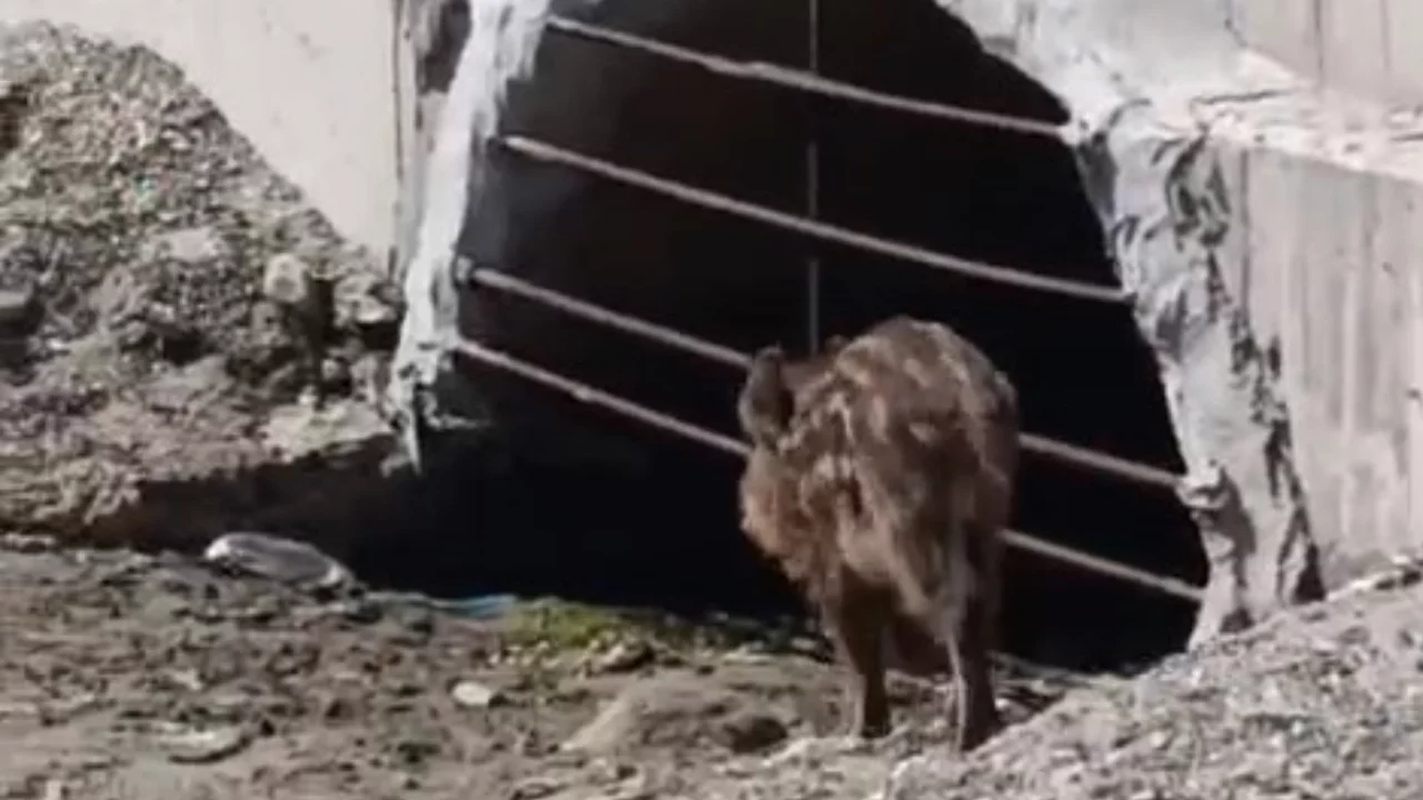 Bursa'da aç kalan domuzlar sahile indi