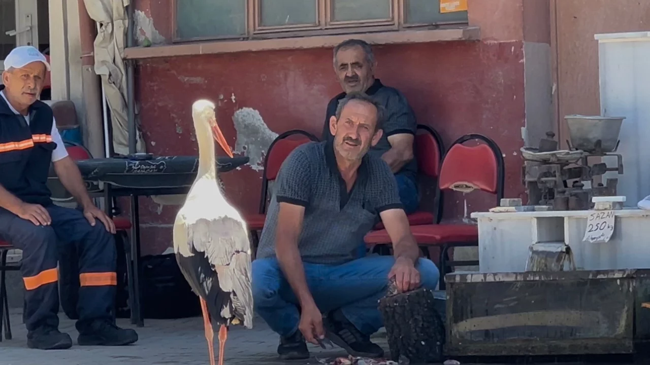 Bursa'da bir leylek hikayesi daha! Balıkçıyı bulamayınca kahvehanede arıyor