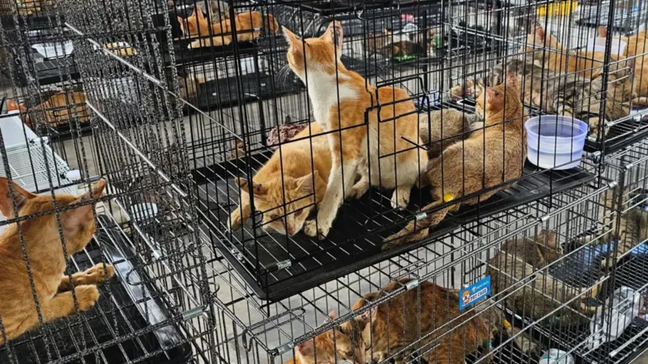 Kedi eti çetesine operasyon: 400 kedi kesilmekten son anda kurtarıldı