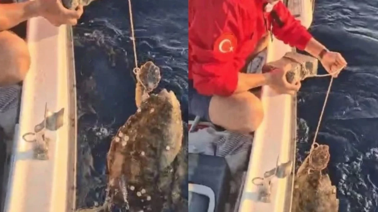 Ayağına taş bağlanıp denize bırakılan Caretta carettayı balıkçılar kurtardı